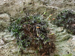 Grimmia longirostris