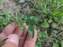 Trifolium ambiguum