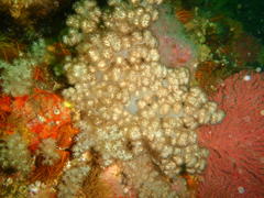 Eunephthya thyrsoidea