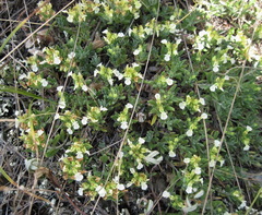 Teucrium montanum jailae