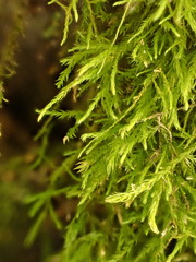 Anomodon longifolius