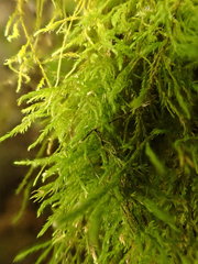 Anomodon longifolius