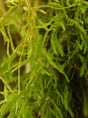 Anomodon longifolius