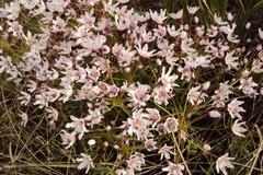 Nerine gracilis