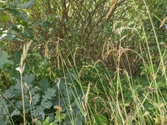 Lolium rigidum
