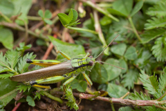 Ognevia longipennis