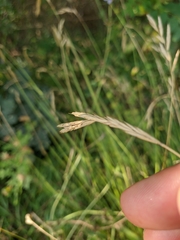 Lolium rigidum