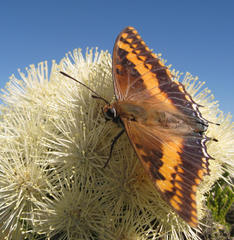 Charaxes pelias