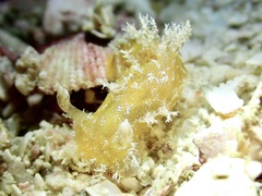Plocamopherus