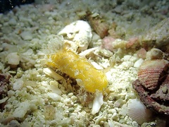 Plocamopherus