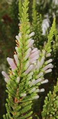 Erica perspicua perspicua