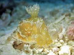 Plocamopherus