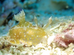 Plocamopherus