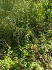 Jacobaea grandidentata