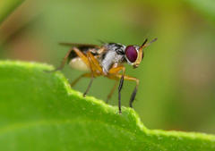 Anaphalantus longicornis