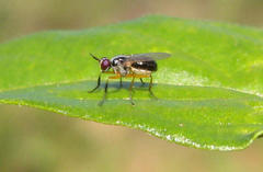 Anaphalantus longicornis