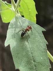 Camponotus decipiens