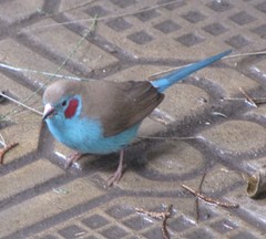 Uraeginthus bengalus