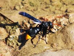 Synagris