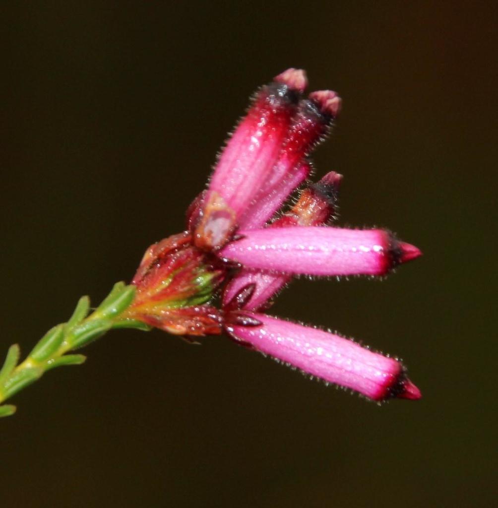 Crown Heath