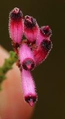 Erica cristata