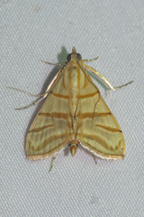 Pagyda salvalis