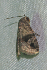 Ozarba brunnea