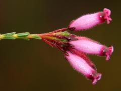 Erica cristata