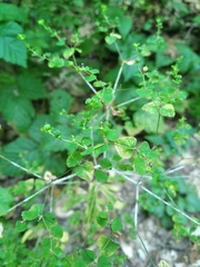 Euphorbia platyphyllos