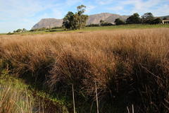 Juncus kraussii kraussii