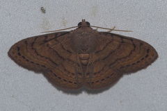 Homodes bracteigutta