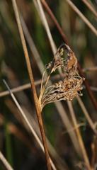 Juncus kraussii kraussii