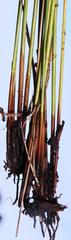 Juncus kraussii kraussii