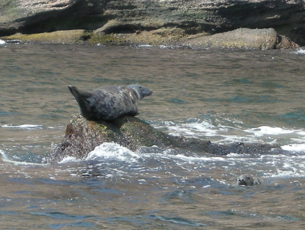 Atlantic Grey Seal From Île Bonaventure, Percé, Qc G0c 2l0, Canada On 