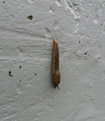 Euthyneura
