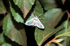 Leucinodes