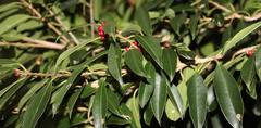 Ilex mitis mitis