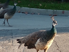 Pavo cristatus