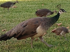 Pavo cristatus