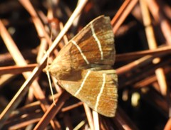 Argyrostrotis quadrifilaris