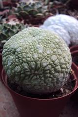 Pseudolithos migiurtinus