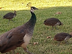 Pavo cristatus