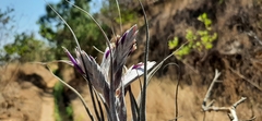 Tillandsia seleriana