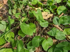Viola alba dehnhardtii
