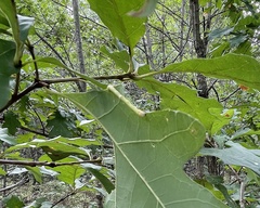 Lytrosis