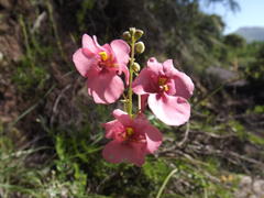 Diascia capsularis