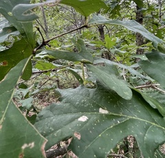 Lytrosis