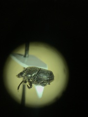 Onthophagus hecate