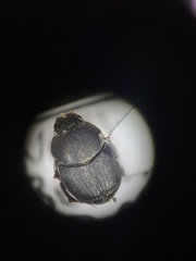 Onthophagus hecate