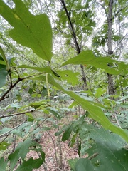 Lytrosis